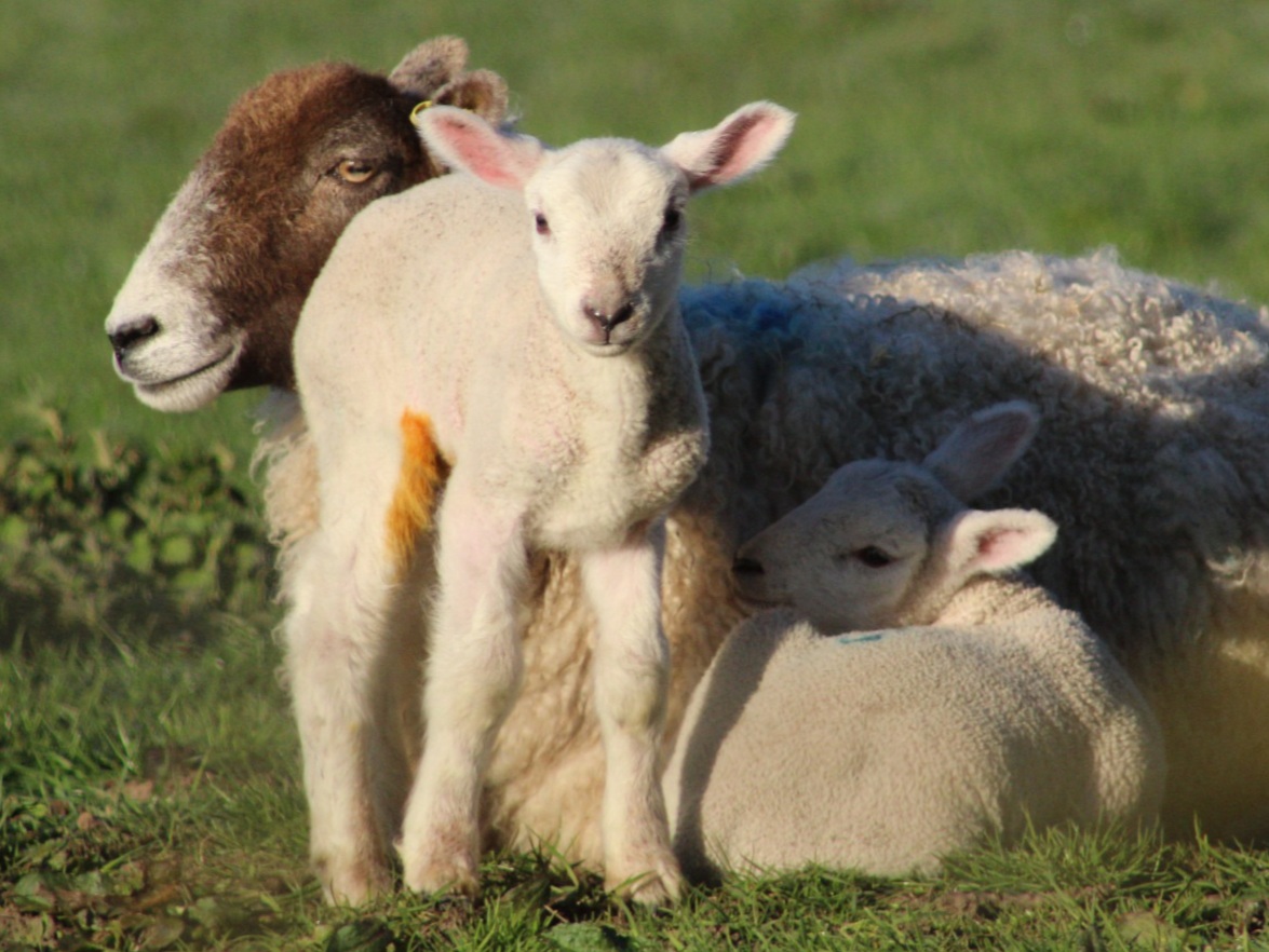 Spring lambs in the fields in March 2021