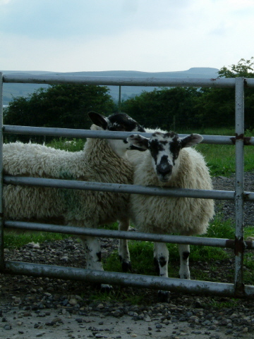 sheepatthegate.jpg